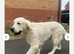Goldador puppies