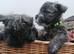 Playful, Healthy Robust Pups