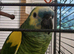Beautiful blue fronted amazon talking parrot