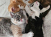 Beautiful Home-Raised BSH & Selkirk Rex Kittens