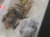 Peach Faced LoveBird Chicks Hand Reared