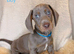 Beautiful Dachshund Puppies for sale
