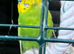 Budgies