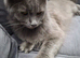 Blue maine coon female
