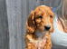 Beautiful cockapoo boy
