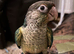 3 Baby Conures