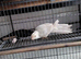 Grey Cream Kakariki