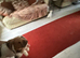 8 weeks old jack russell puppies for sale