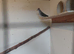 Diamond doves for sale