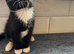 5 beautiful kittens for sale