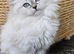Prestige luxurious Persian x Ragdoll Kittens