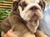 Stunning English Bulldogs