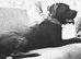 11 month old female cane corso needs loving home