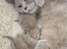 Tica registered Lilac bsh kittens