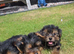 Yorkshire terrier biewer puppies for sale