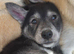 Shepsky puppies