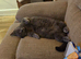 BSH munchkin