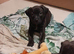 Georgous puppies