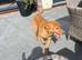 13 month old labrador