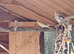 Budgie and cockatiel wanted