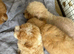 Poochon puppy's