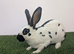 Purebred young English rabbit looking for a good home