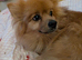 Urgent rehoming male Pomeranian