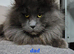 Beautiful gccf pet registered maine coon babies