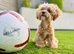 TINY MALTIPOO STUD