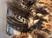 Half Bengal Kittens