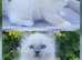 Ready to leave, male ragdoll kittens