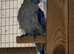 Rosella parakeet