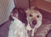 Bonnie &ndash; Looking for Her Forever Home