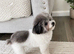 Asian toy poodle party gilr