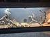Flo the bearded dragon