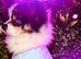 Blue - Eyes Beauty Merle Pom