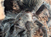 Tarantulas for sale