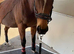 Handsome 16hh TB