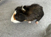 Baby male