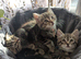 6 adorable Siberia kittens