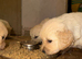 Mack/ Bryn Bach Golden X Evie/ Angel Annwyl