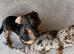 2 bonded girls looking for new home