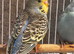 Budgies for sale