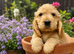 Show type KC Reg Cocker Spaniels from dna tested parents.
