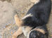 German Shepherd Puppies