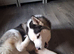 Home needed for 9 month old boy