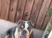 French-British bull dog mix