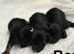 Lovely cockapoo Daxie poos now available