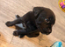 Labrador x pups