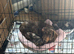 Chocolate merl Dauchshund